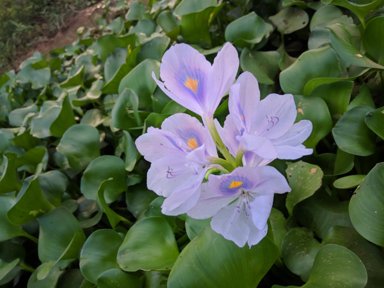 Elevate for Humanity